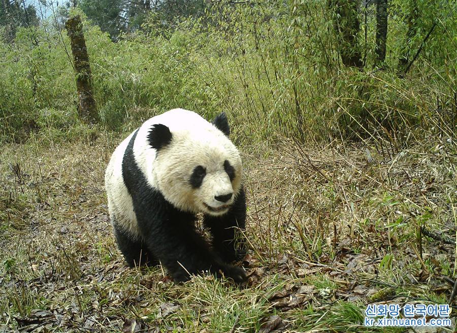 （社会）（7）森林巡护员：野生大熊猫栖息地守护者