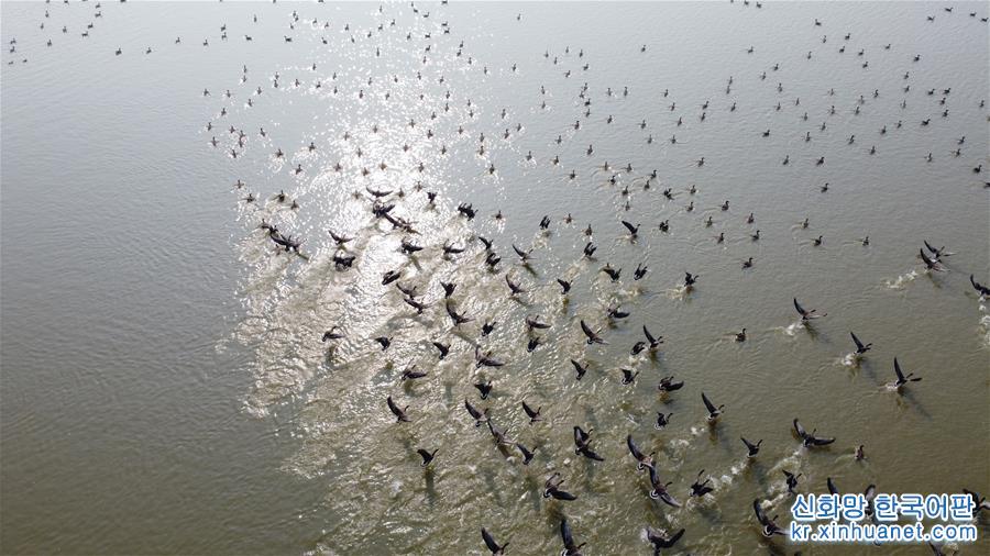 （环境）（1）安徽：冬日湿地 候鸟纷至