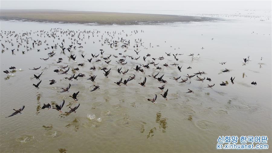 （环境）（10）安徽：冬日湿地 候鸟纷至