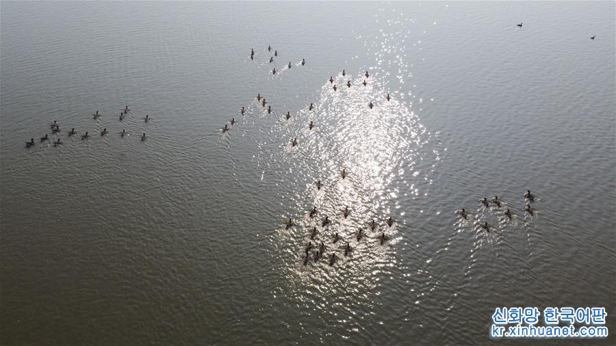 （环境）（8）安徽：冬日湿地 候鸟纷至