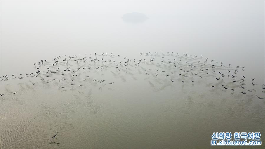 （环境）（7）安徽：冬日湿地 候鸟纷至