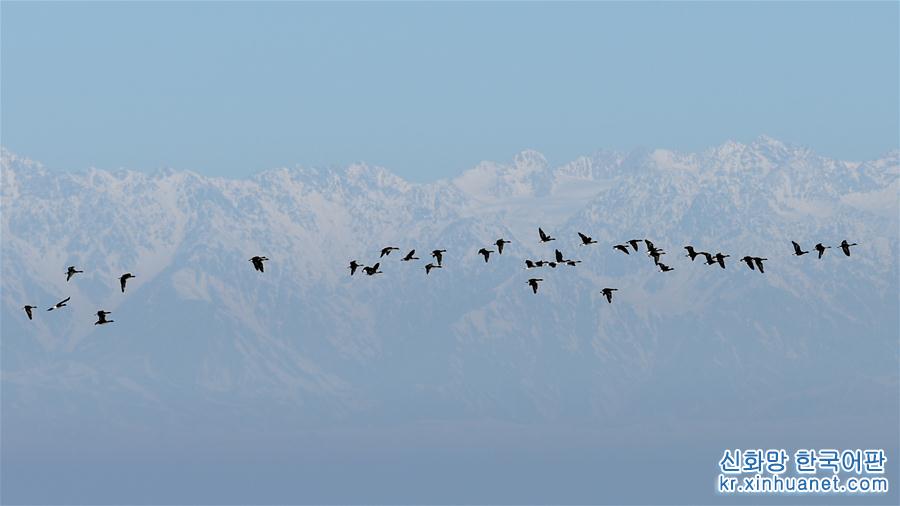 （生态）（1）新疆察布查尔：豆雁“悠闲”越冬