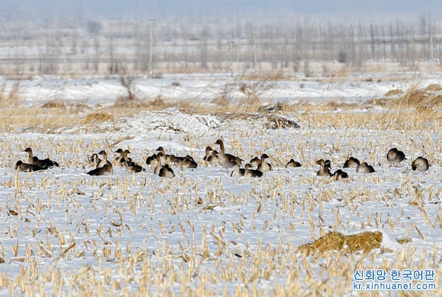 （生态）（2）新疆察布查尔：豆雁“悠闲”越冬