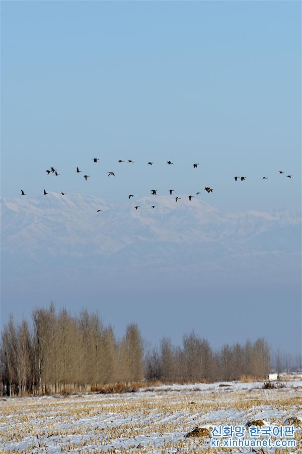 （生态）（4）新疆察布查尔：豆雁“悠闲”越冬