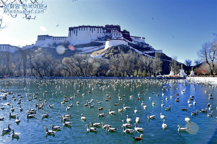 （美丽中国）（1）拉萨：龙王潭公园鸟尽欢