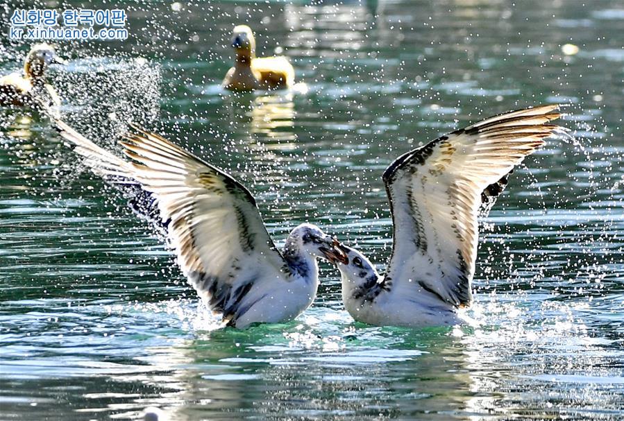 （美丽中国）（3）拉萨：龙王潭公园鸟尽欢