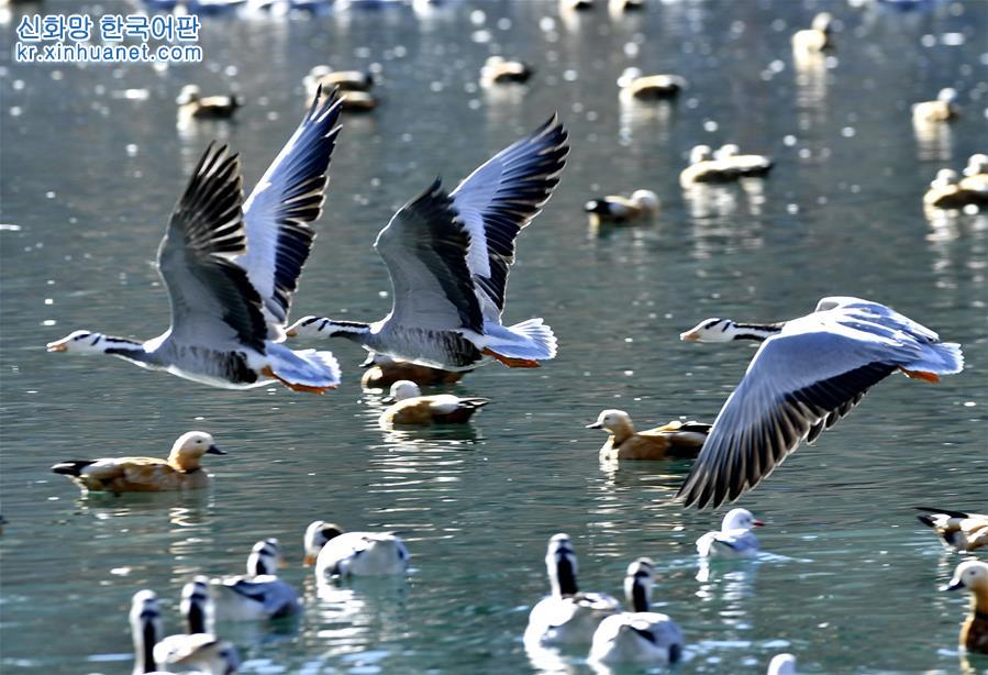 （美丽中国）（2）拉萨：龙王潭公园鸟尽欢