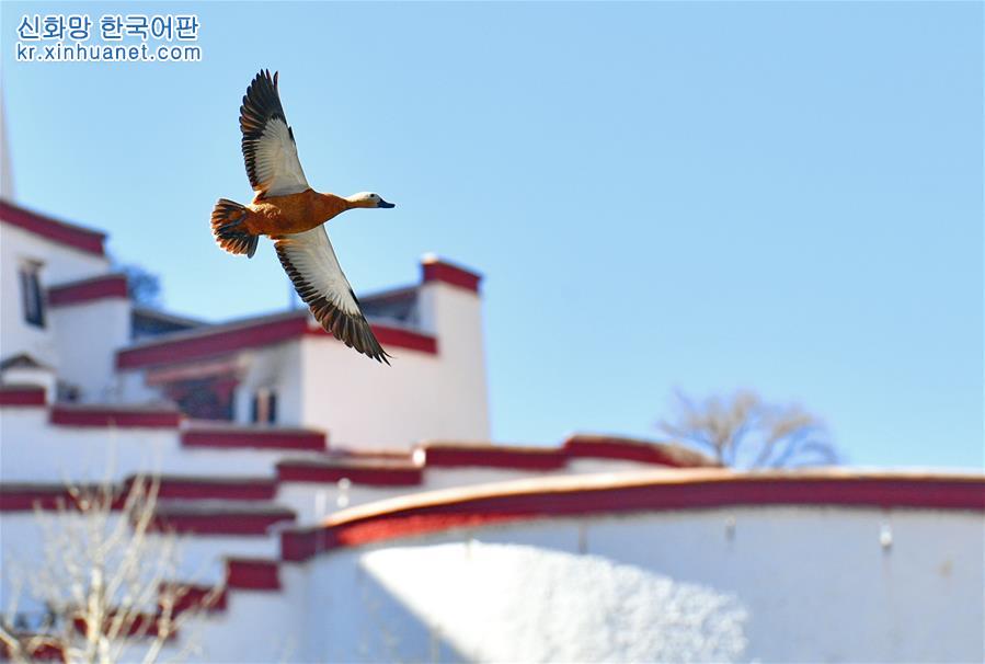 （美丽中国）（4）拉萨：龙王潭公园鸟尽欢