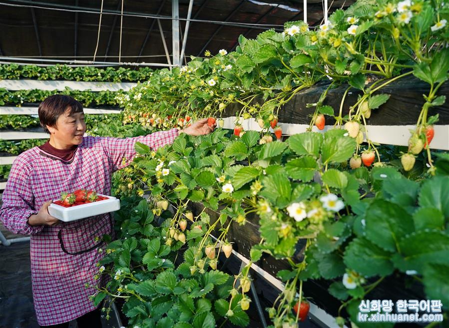（经济）（1）河北昌黎：冬季草莓飘香