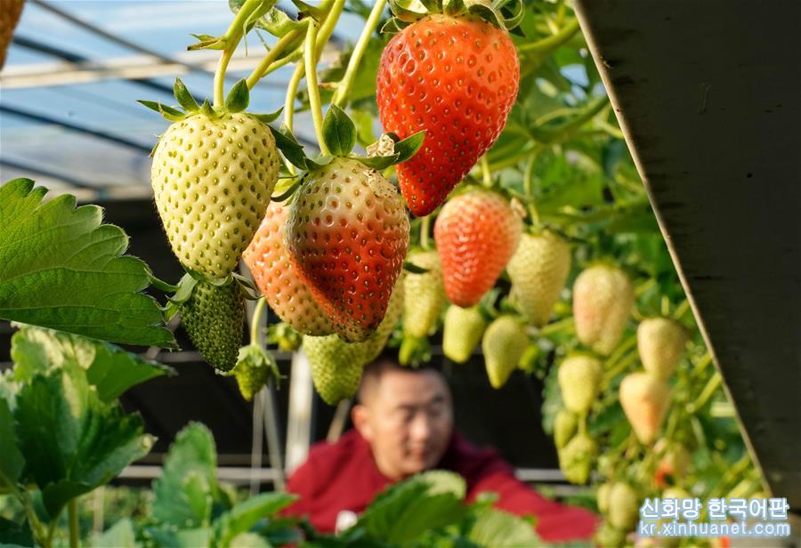 （经济）（3）河北昌黎：冬季草莓飘香