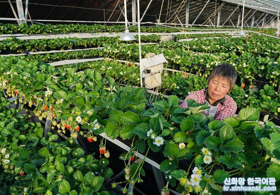 （经济）（2）河北昌黎：冬季草莓飘香