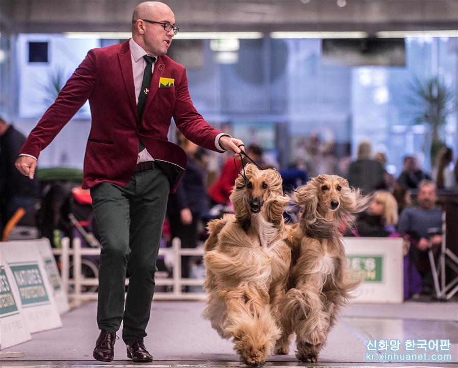 （国际）（1）立陶宛首都举办国际狗展