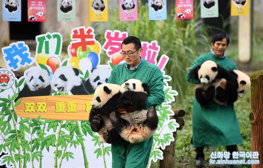 （社会）（1）重庆：4只半岁大熊猫户外庆祝半岁生日