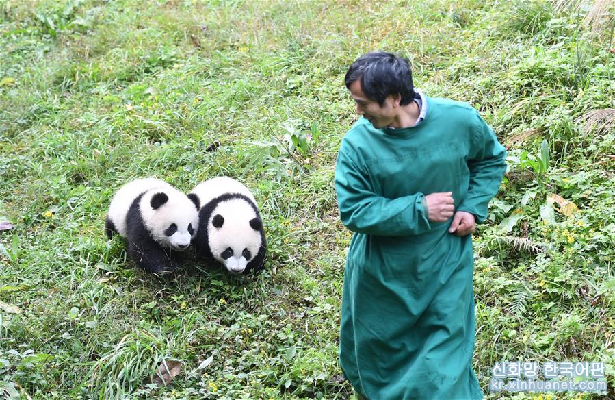 （社会）（6）重庆：4只半岁大熊猫户外庆祝半岁生日
