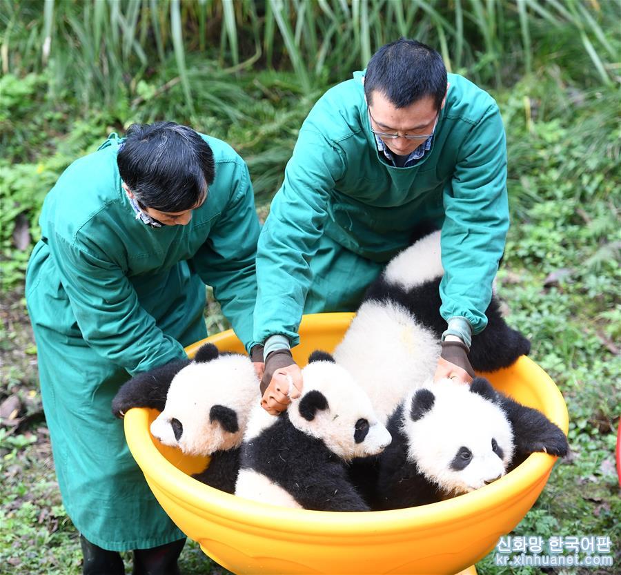 （社会）（2）重庆：4只半岁大熊猫户外庆祝半岁生日
