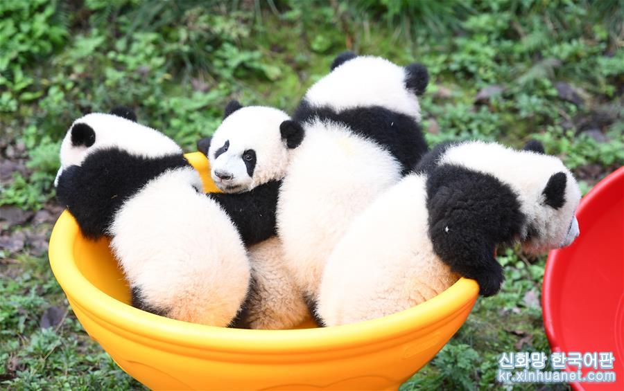 （社会）（3）重庆：4只半岁大熊猫户外庆祝半岁生日