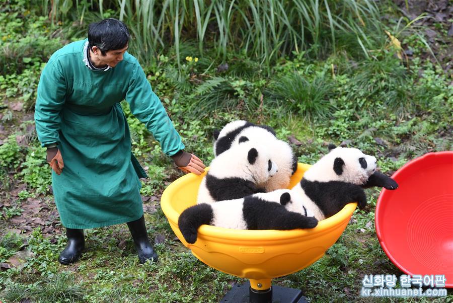 （社会）（4）重庆：4只半岁大熊猫户外庆祝半岁生日