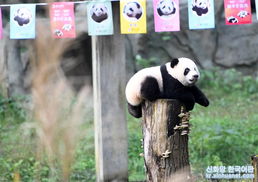（社会）（5）重庆：4只半岁大熊猫户外庆祝半岁生日