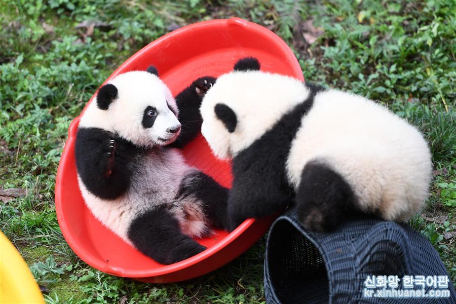 （社会）（8）重庆：4只半岁大熊猫户外庆祝半岁生日