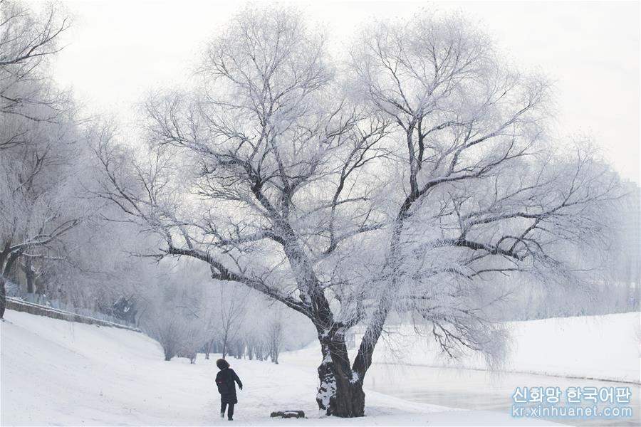 （环境）（1）哈尔滨冬至雾凇美景
