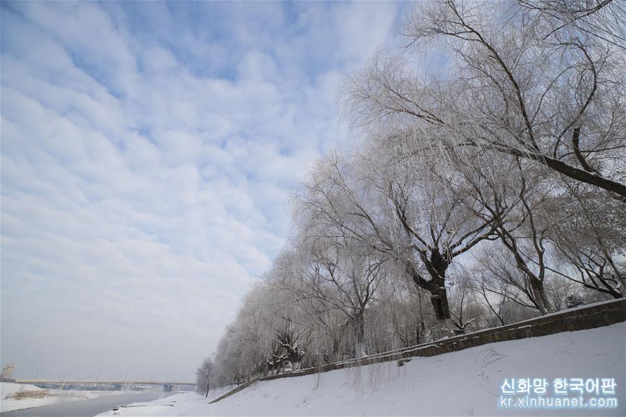 （环境）（2）哈尔滨冬至雾凇美景