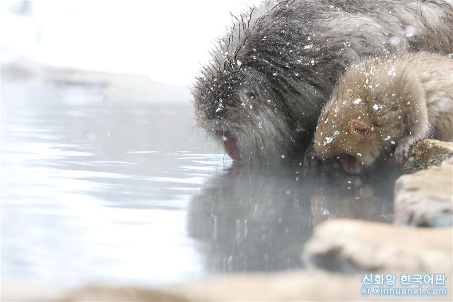 （国际）（2）日本长野：雪猴惬意享温泉