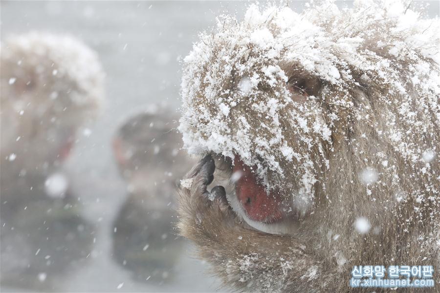 （国际）（3）日本长野：雪猴惬意享温泉