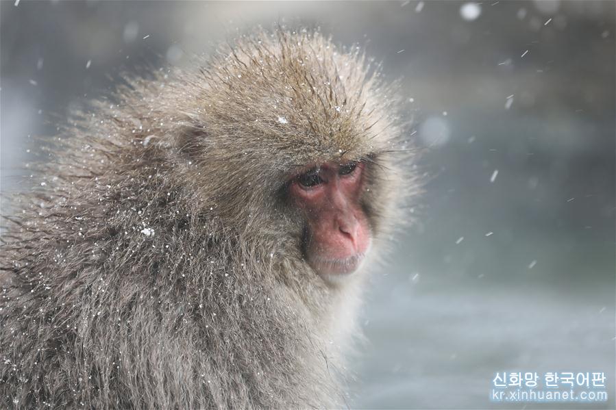 （国际）（5）日本长野：雪猴惬意享温泉