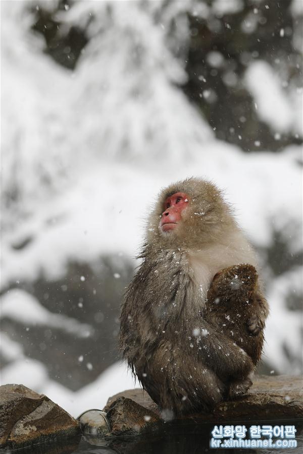 （国际）（6）日本长野：雪猴惬意享温泉