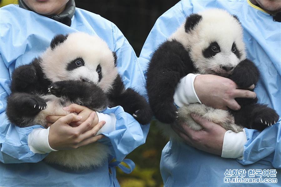 （国际）（1）旅比大熊猫双胞胎获“年度熊猫幼仔奖”