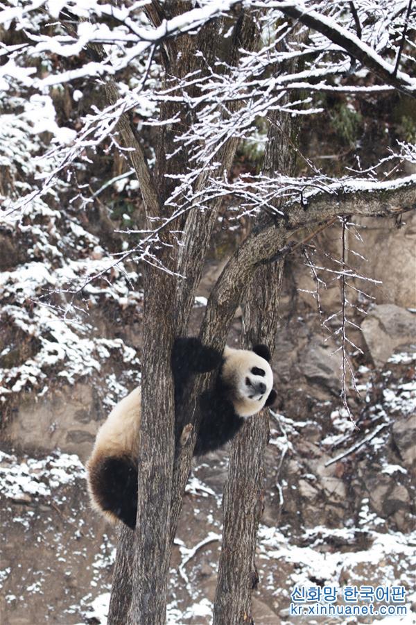 #（环境）（3）瑞雪降 熊猫乐