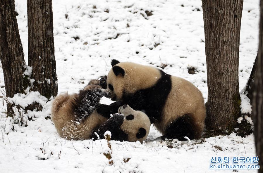 #（环境）（4）瑞雪降 熊猫乐