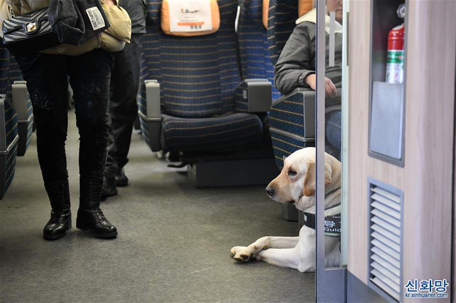 （关注春运）（5）导盲犬乘高铁体验春运