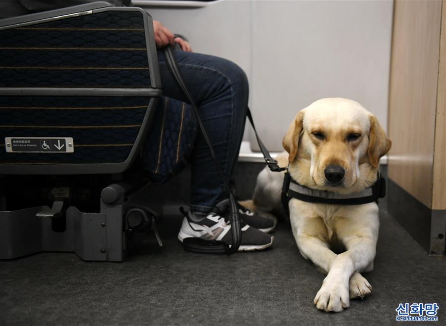 （关注春运）（4）导盲犬乘高铁体验春运