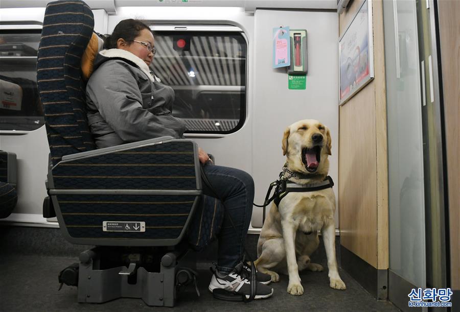 （关注春运）（6）导盲犬乘高铁体验春运