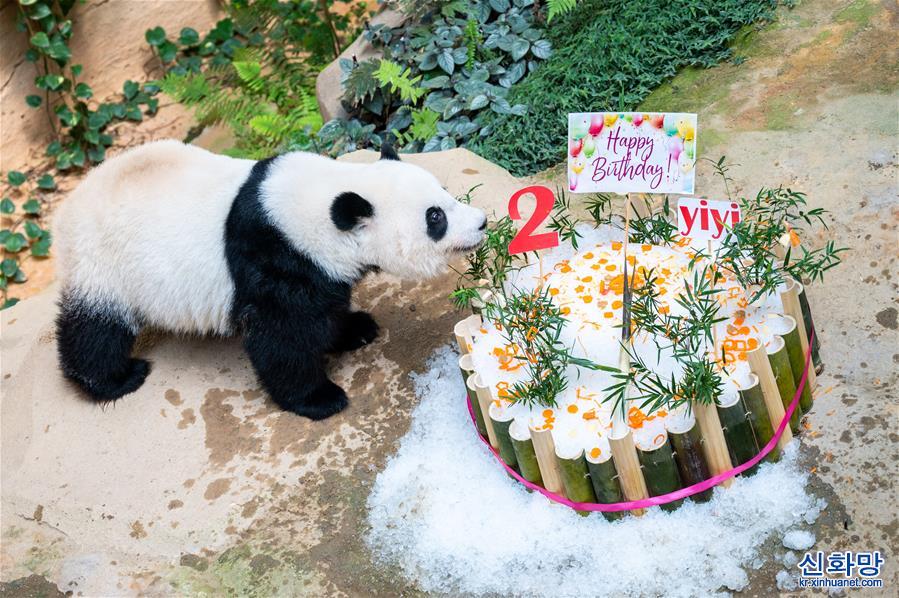 （國際）（7）馬來西亞為在馬出生的大熊貓“誼誼”慶生