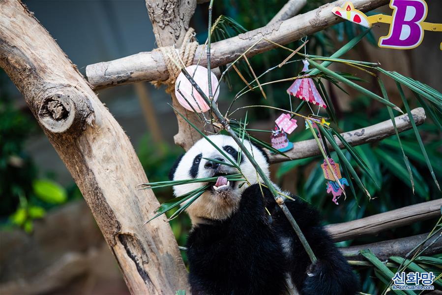 （国际）（5）马来西亚为在马出生的大熊猫“谊谊”庆生