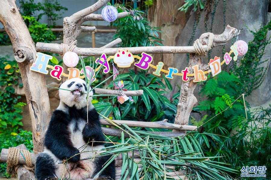 （國際）（10）馬來西亞為在馬出生的大熊貓“誼誼”慶生