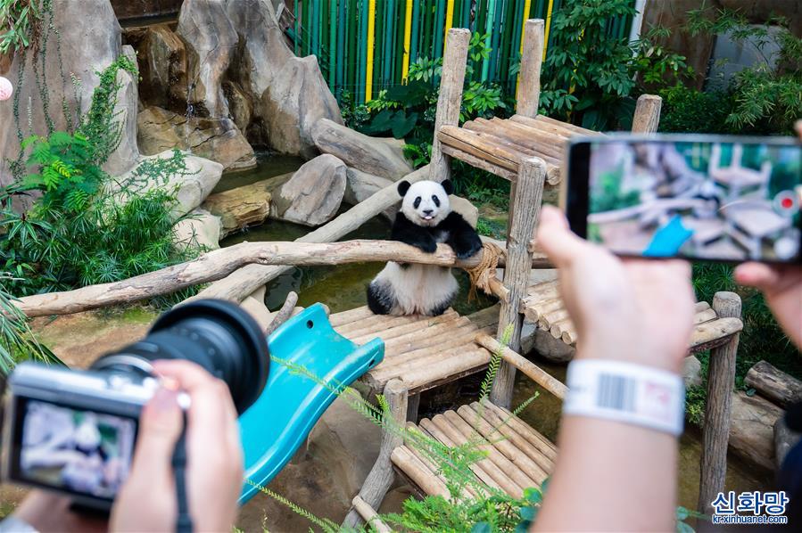 （國際）（9）馬來西亞為在馬出生的大熊貓“誼誼”慶生