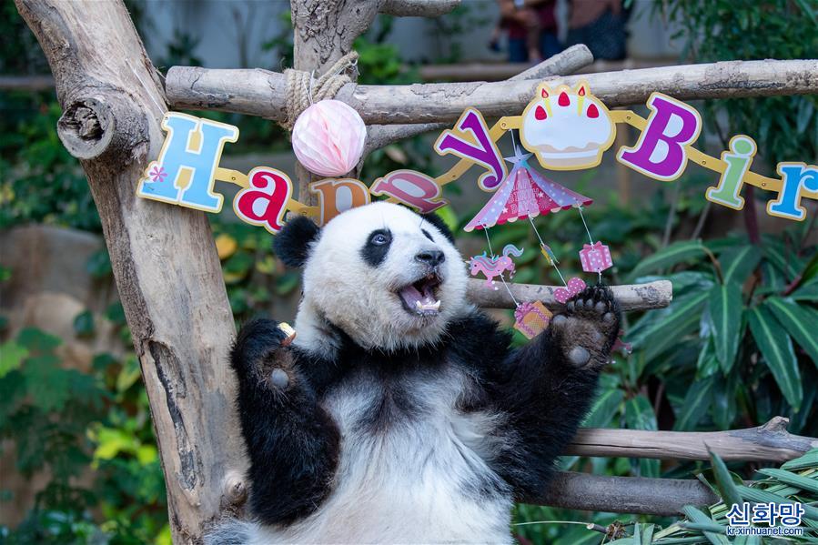 （國際）（3）馬來西亞為在馬出生的大熊貓“誼誼”慶生