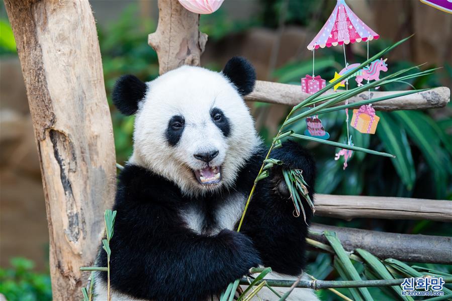 （國際）（2）馬來西亞為在馬出生的大熊貓“誼誼”慶生