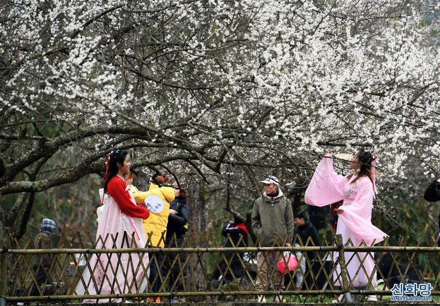 （环境）（2）贵州荔波：赏梅好时节