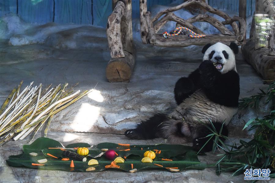 （社會）（1）海口：大熊貓吃“餃子”迎春節