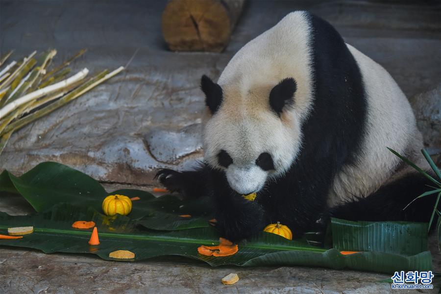 （社会）（5）海口：大熊猫吃“饺子”迎春节