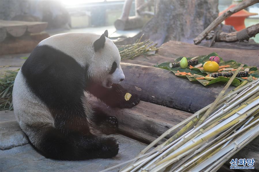 （社会）（6）海口：大熊猫吃“饺子”迎春节