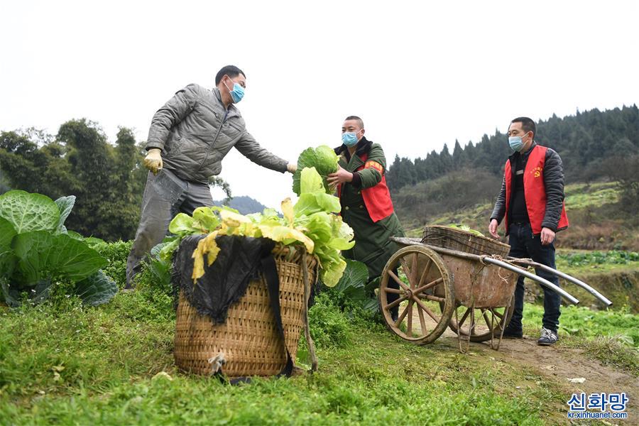 （聚焦疫情防控）（1）重庆：疫情下的乡村蔬菜配送小队