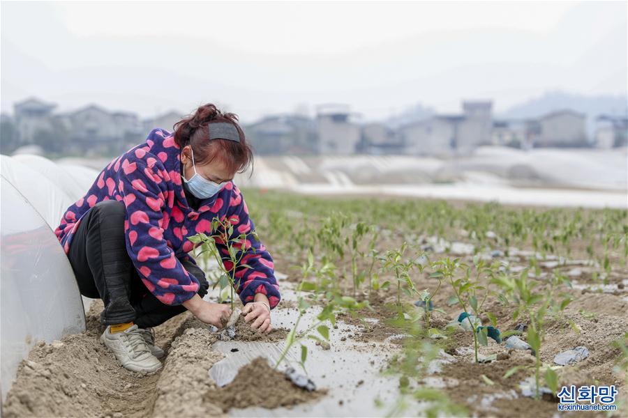 （经济）（2）重庆：防疫春耕两不误 育好种苗供农户