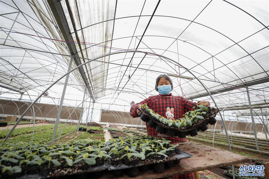 （经济）（5）重庆：防疫春耕两不误 育好种苗供农户