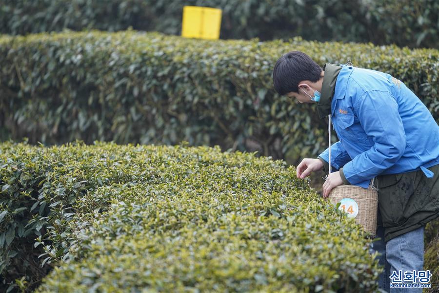 （新华视界）（1）重庆南川：生产防疫两不误 早春茶采摘加工忙
