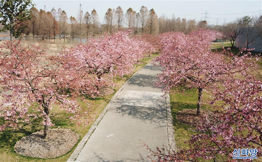 （环境）（2）上海：樱花绽放春意浓